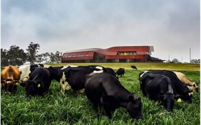 Crème de la crème: The Creamery, Bannister Downs Dairy